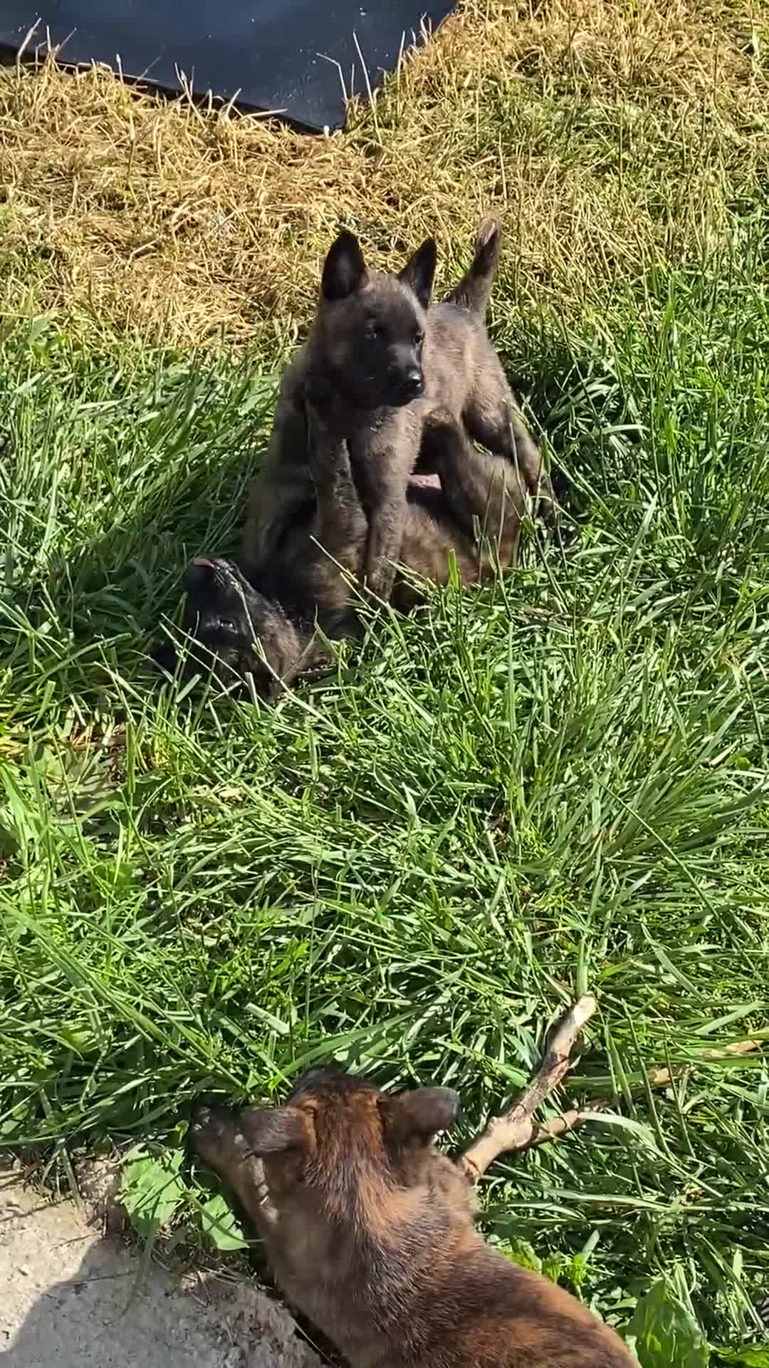 Mixed Breed dogs for sale: Mixed Breed Puppy 2 - Video 2