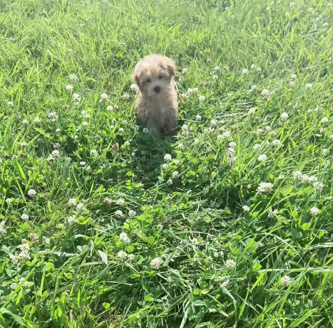 Maltipoo dogs for sale: archie - Video 1