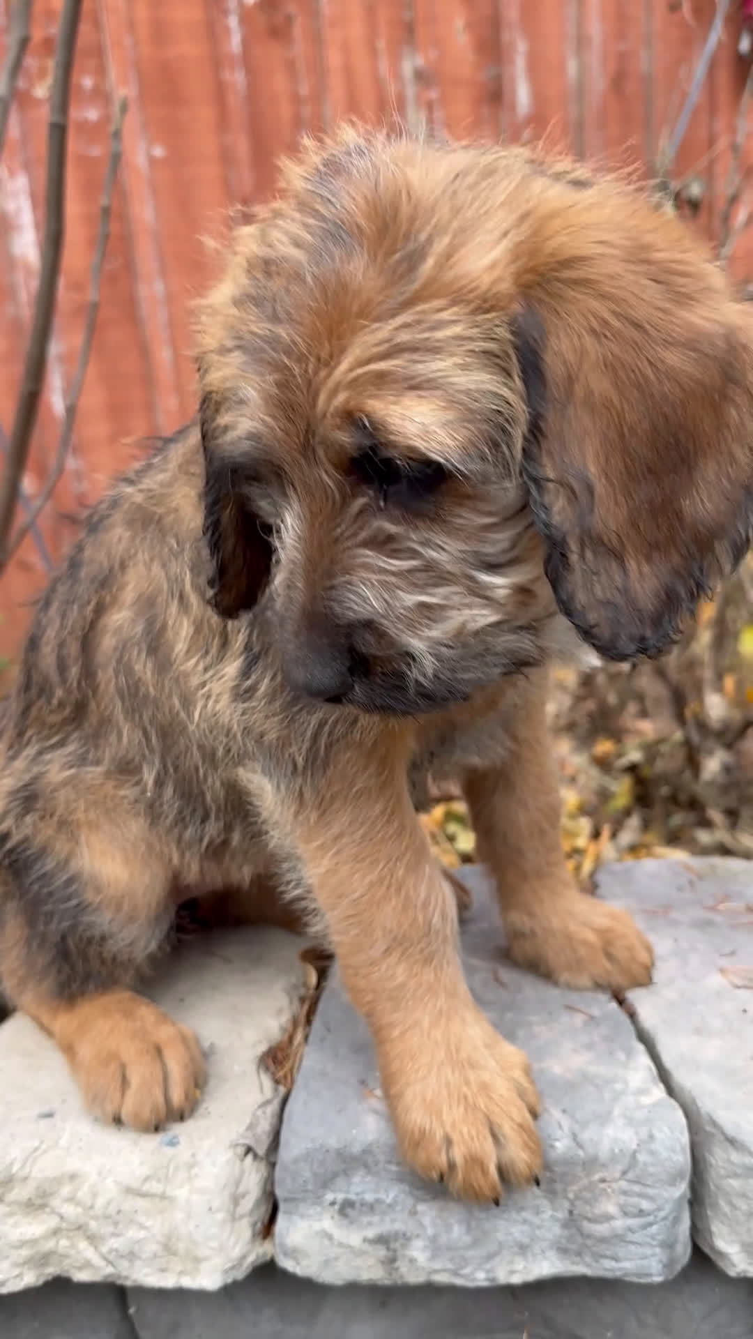 Mixed Breed dogs for sale: Oscar - Video 1