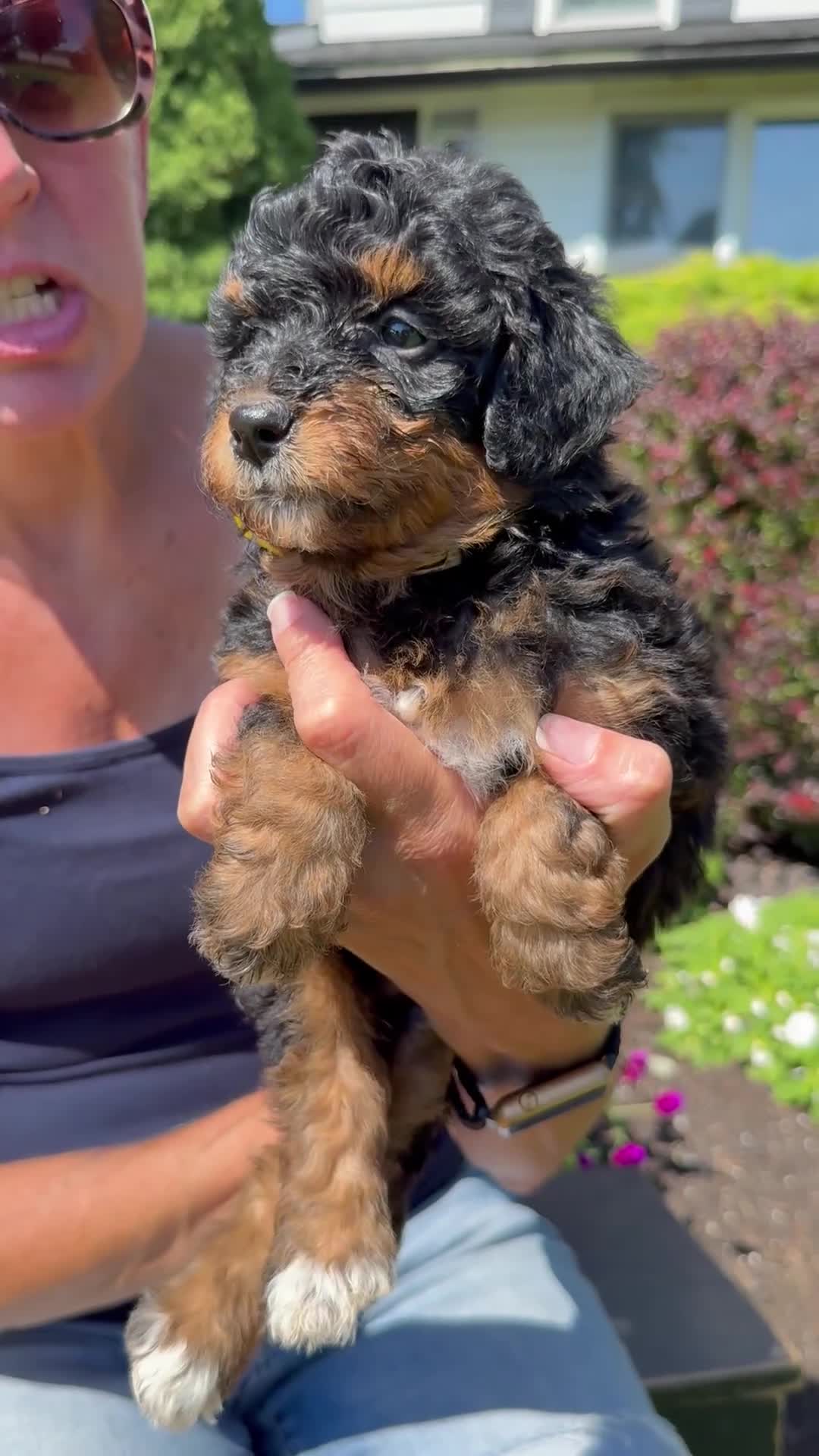 Bernedoodle dogs for sale: Scarlet - Video 1
