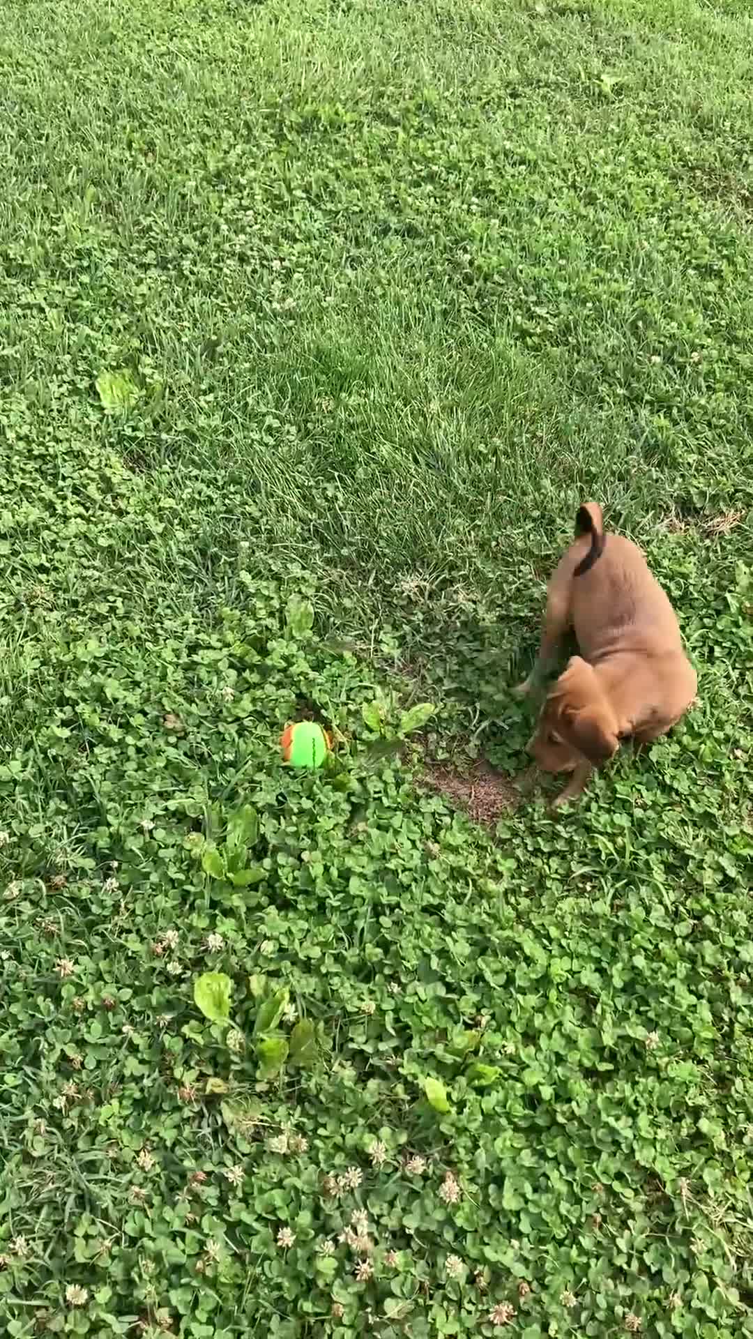 Mixed Breed dogs for sale: Millie - Video 1