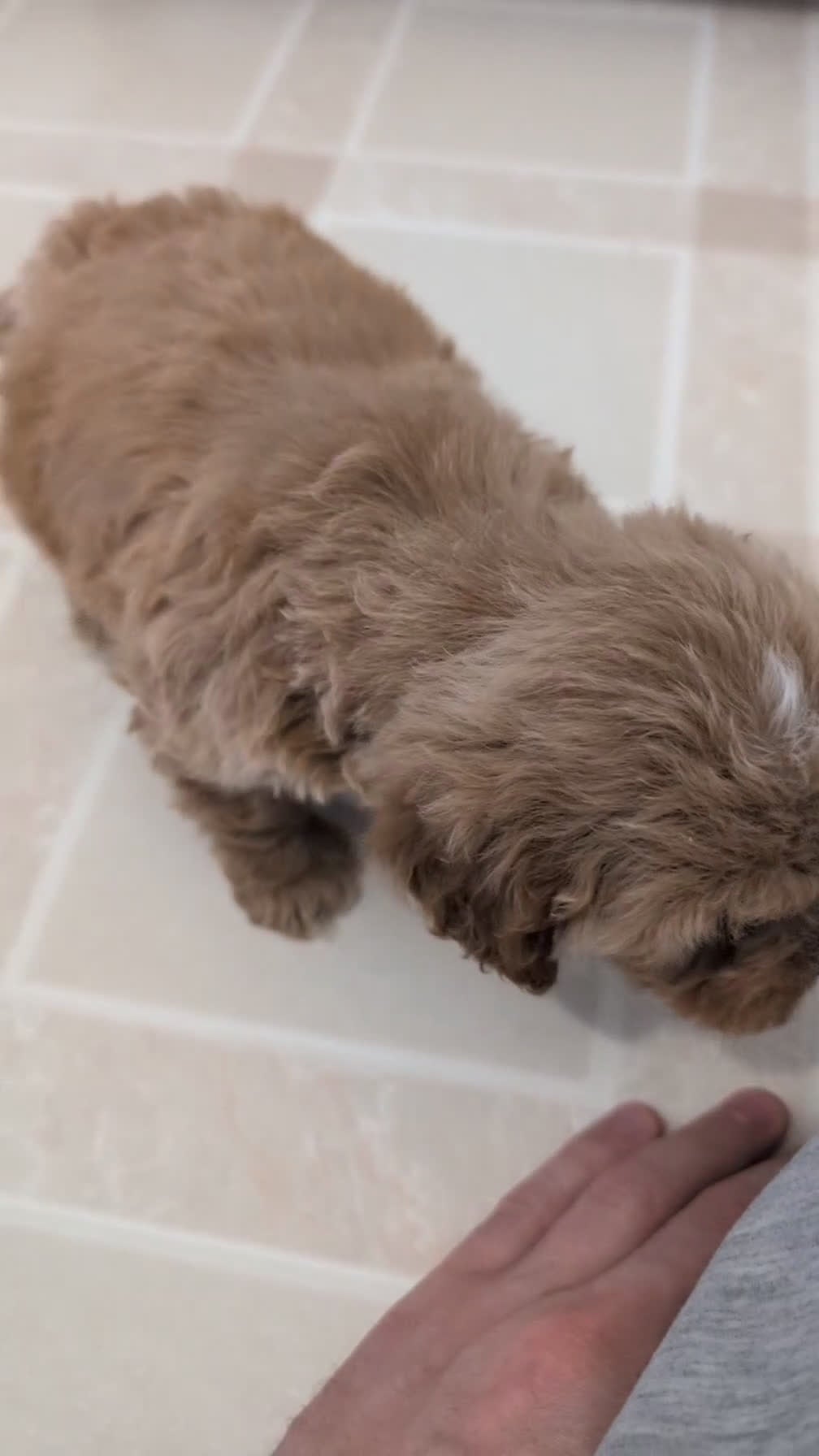 Cavapoo dogs for sale: Cash - Video 1