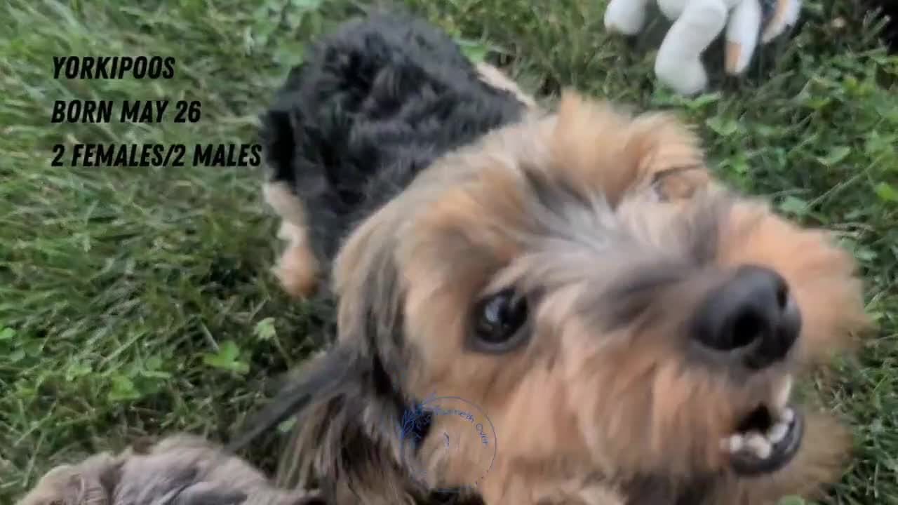 Yorkiepoo dogs for sale: Zoey - Video 2