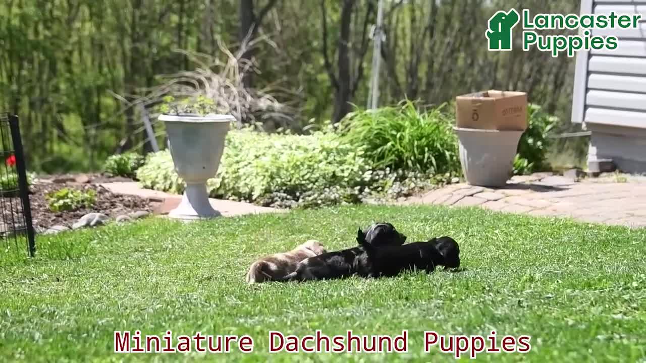 Miniature Dachshund dogs for sale: Petunia - Video 1
