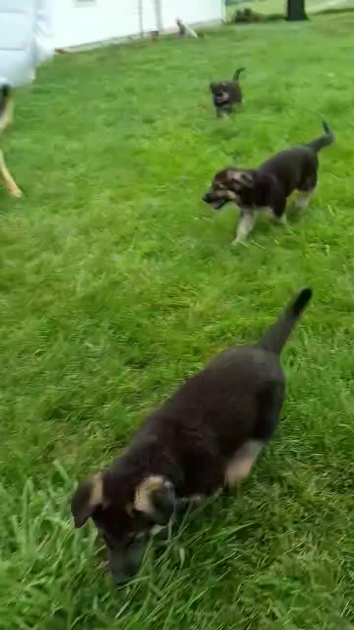 German Shepherd dogs for sale: Shadow - Video 3