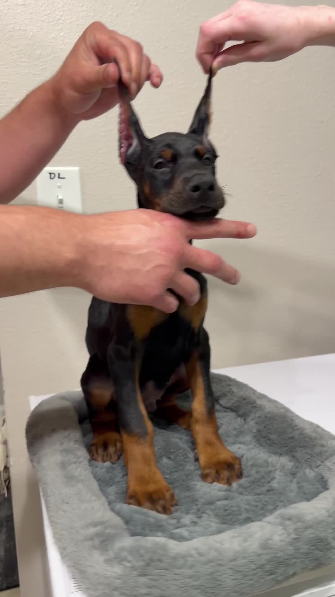 Doberman Pinscher dogs for sale: Doberman Pinscher 1 - Video 1