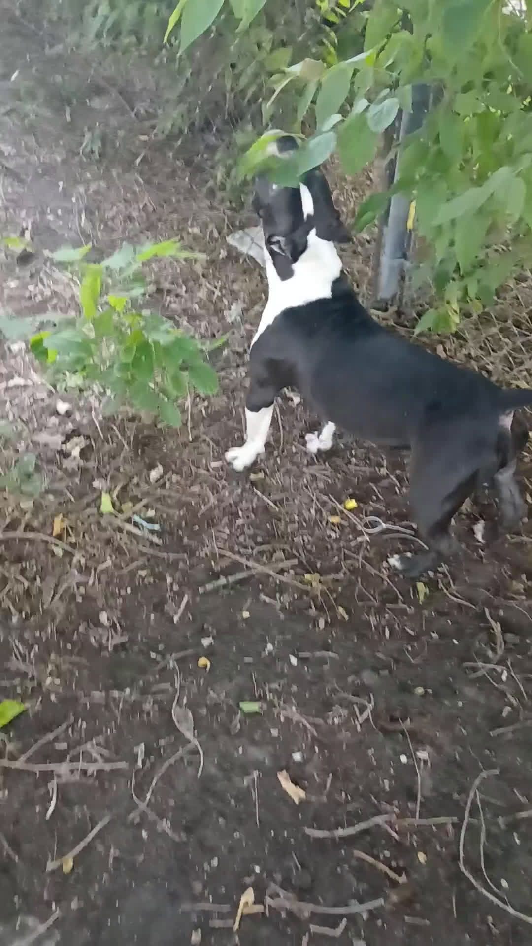 American Bully dogs for sale: American Bully Puppy 1 - Video 1