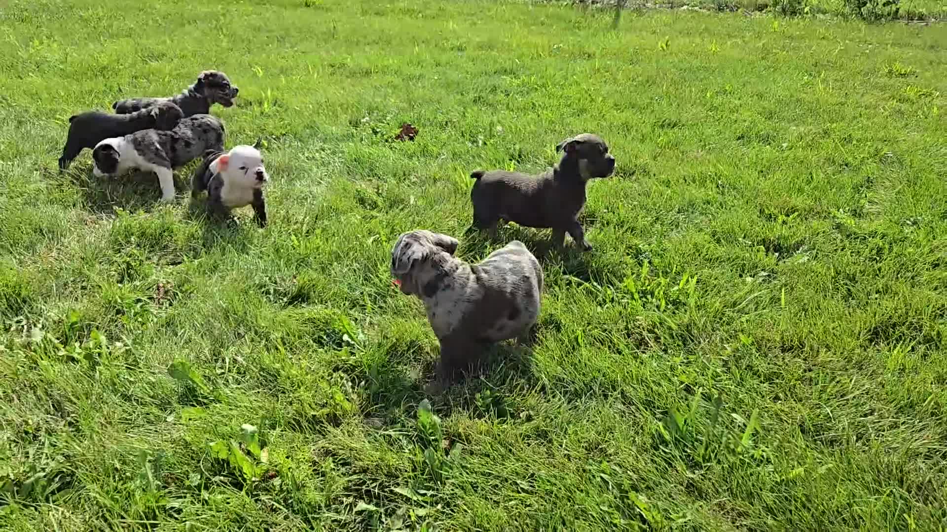 Olde English Bulldogge dogs for sale: Marshall - Video 1