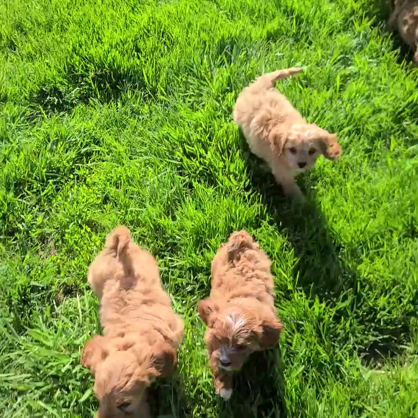 Cavapoo dogs for sale: Gunner - Video 2