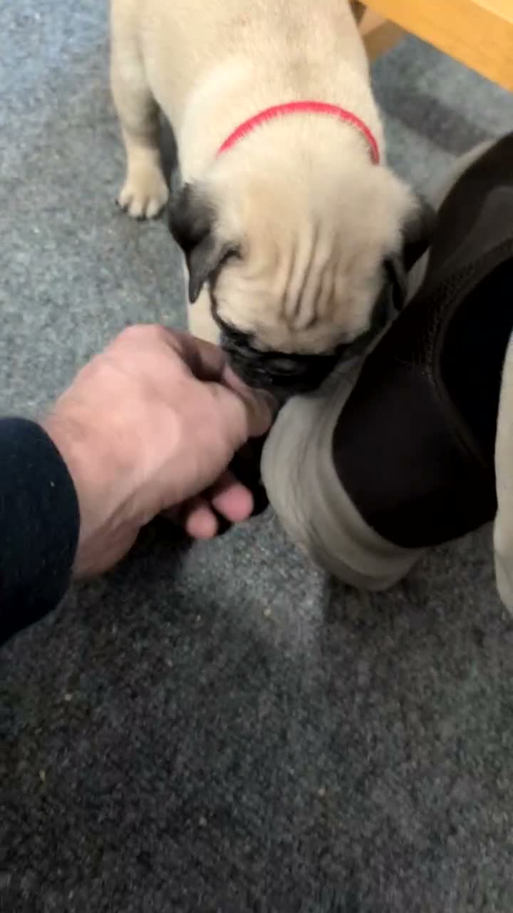 Pug dogs for sale: Nash - Video 1