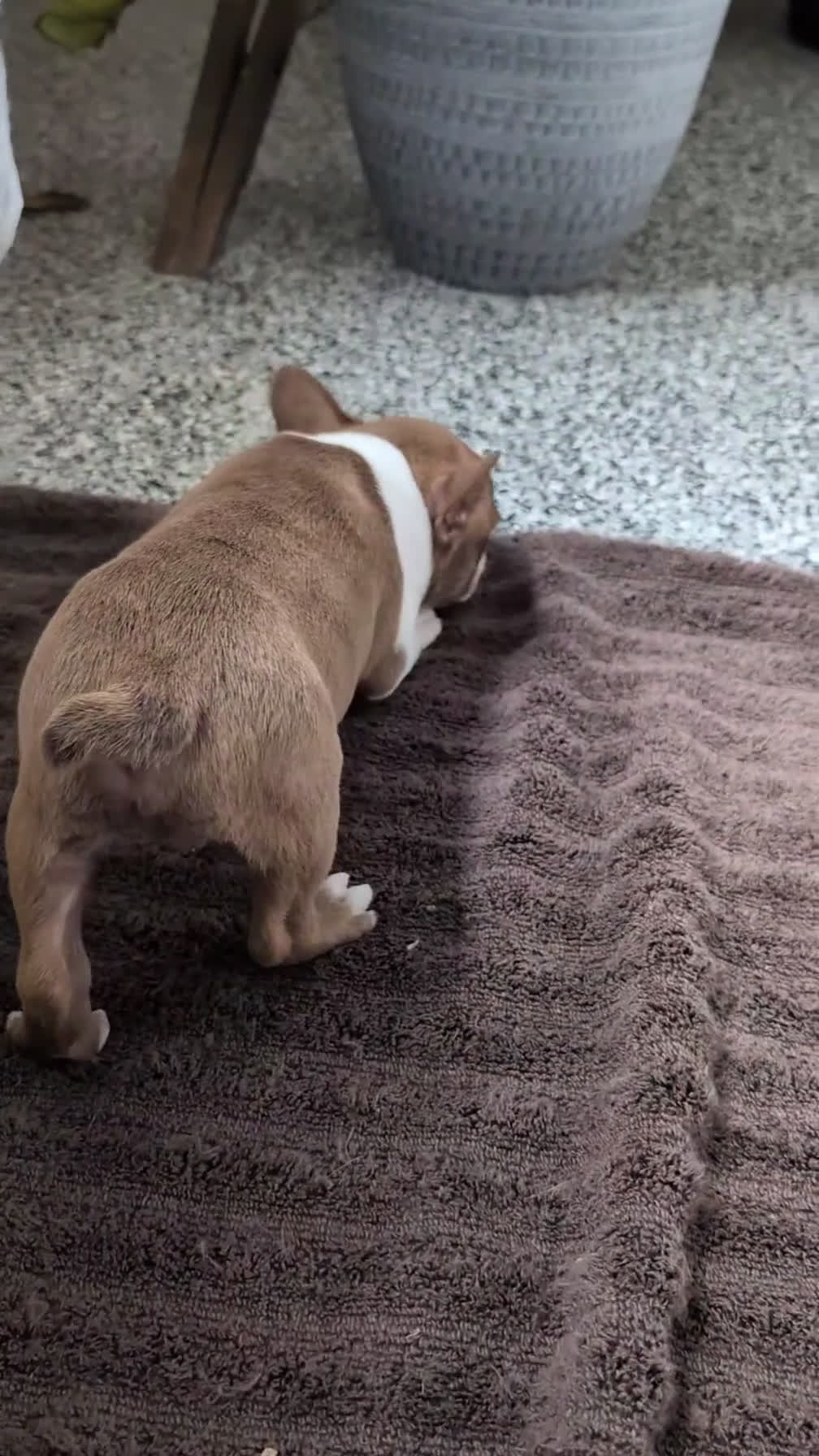 Boston Terrier dogs for sale: Max - Video 1