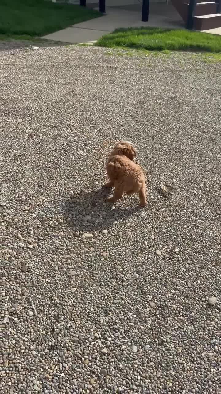 Mini Goldendoodle dogs for sale: Summer - Video 3