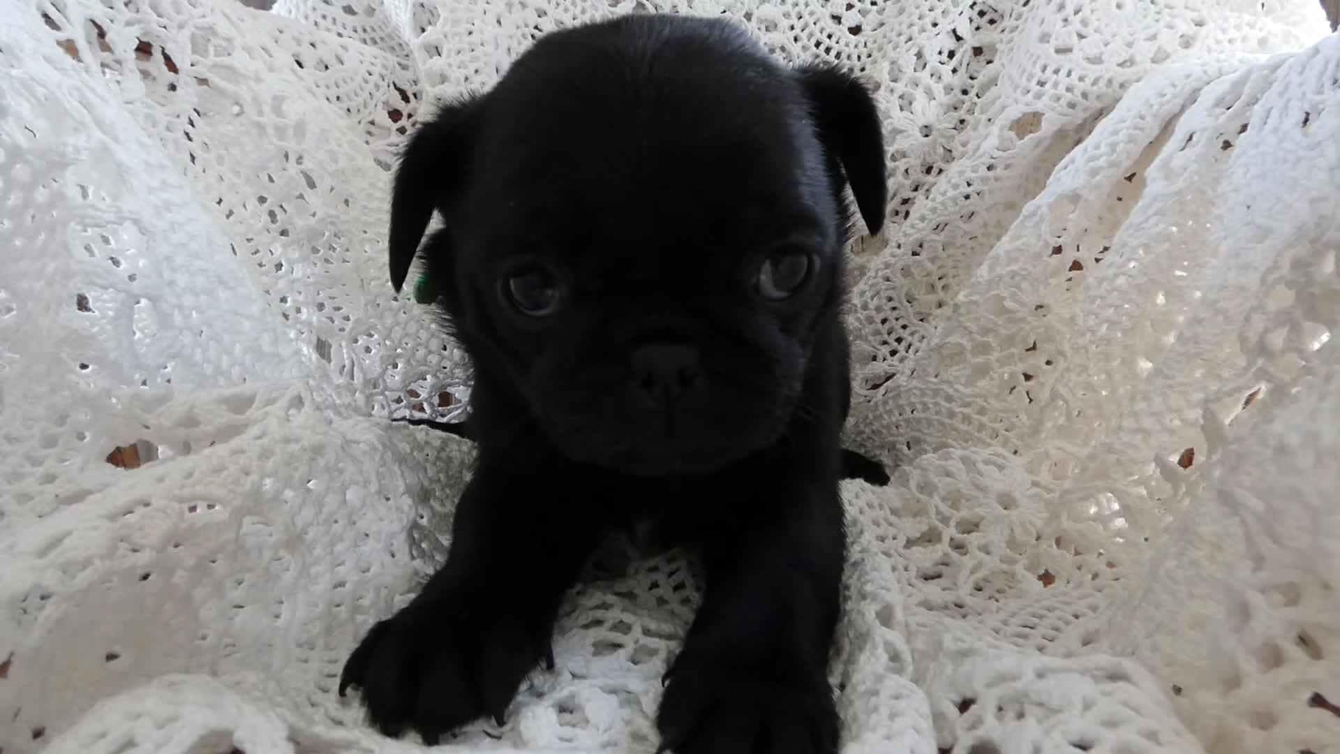 Pug dogs for sale: Pug Puppy 6 Mike - Video 1