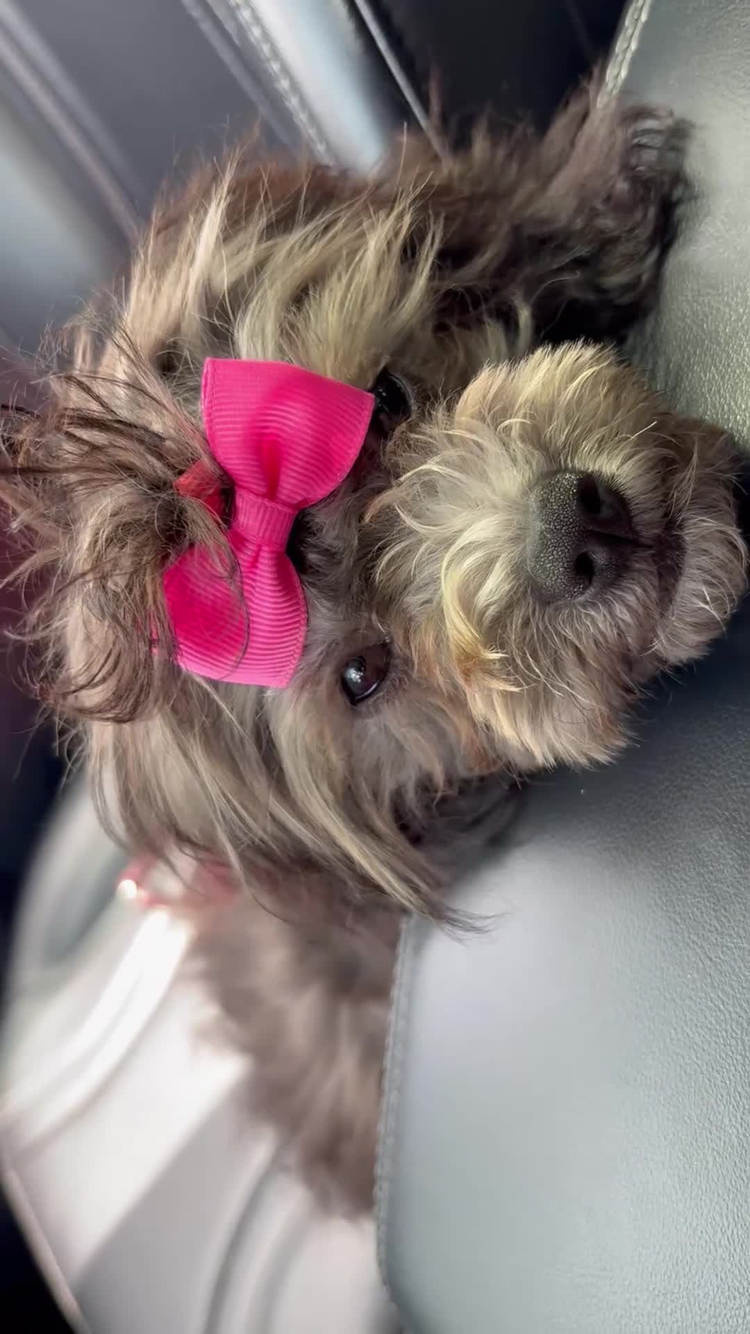 Mixed Breed dogs for sale: Coco mixed color dog  - Video 1