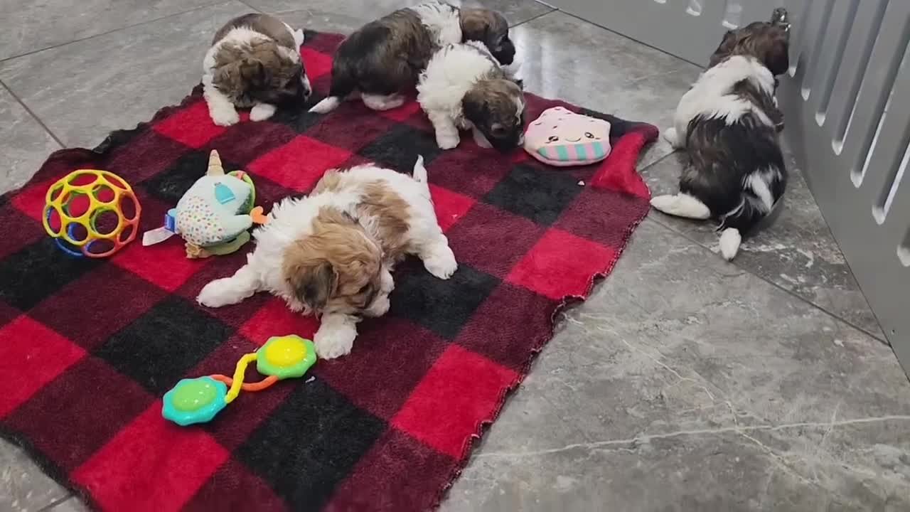 Havanese dogs for sale: DEXTER - Video 2