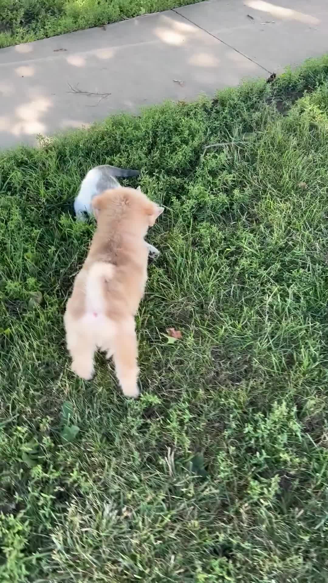 Mini Aussiedoodle dogs for sale: Tinsley - Video 1