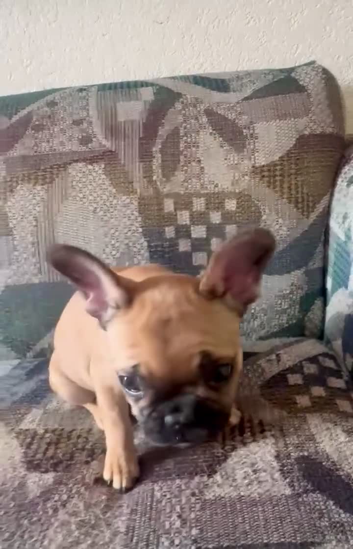 French Bulldog dogs for sale: SNOW WHITE - BEAUTY in CALI, USA DELIVERY & FINANCING OPTIONS! - Video 3