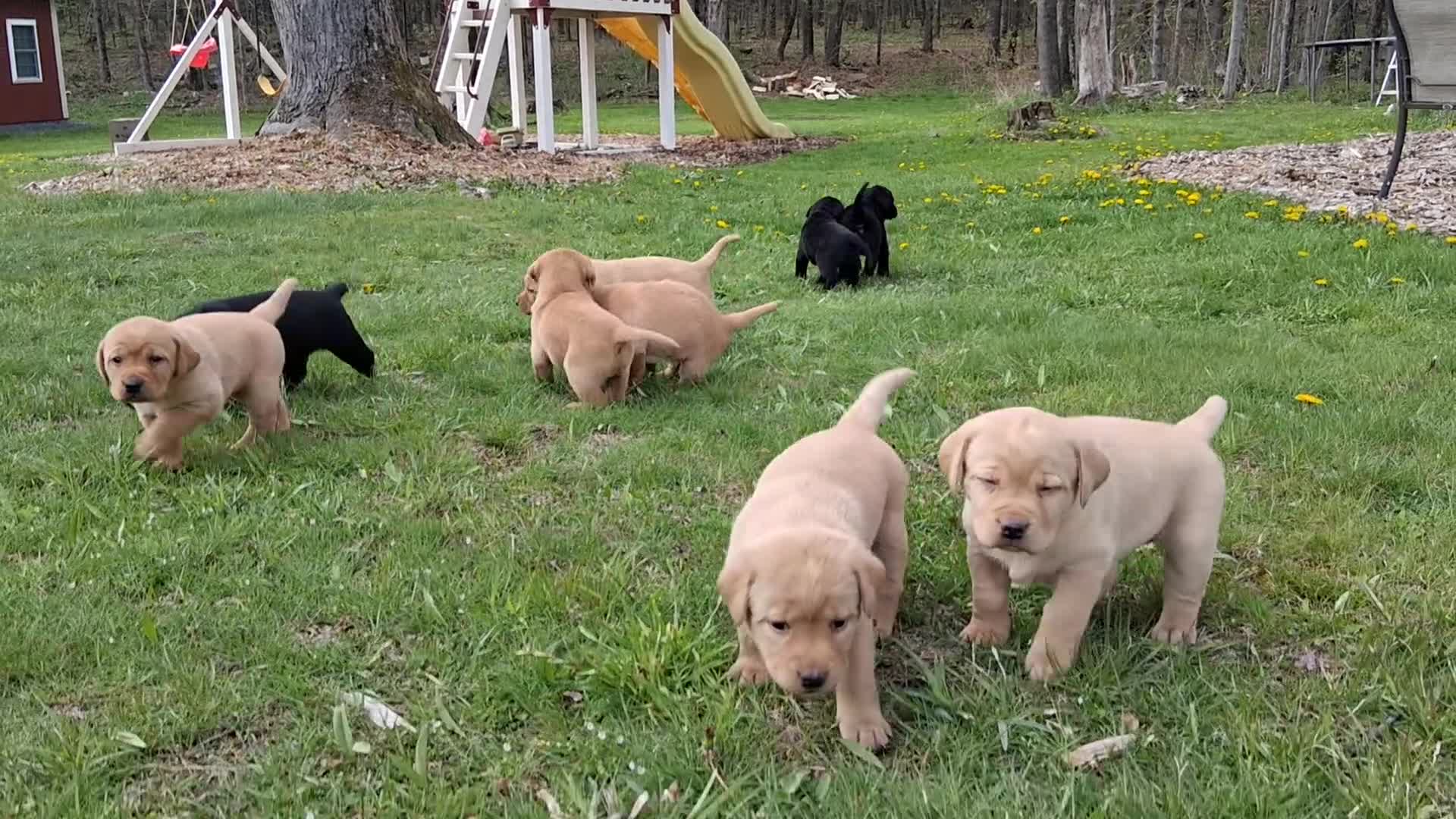 Labrador Retriever dogs for sale: Willow - Video 1
