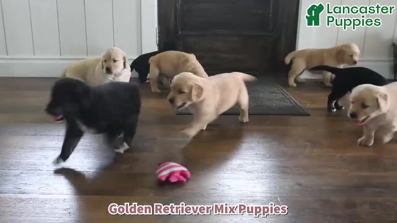 Mixed Breed dogs for sale: Tinker - Video 1