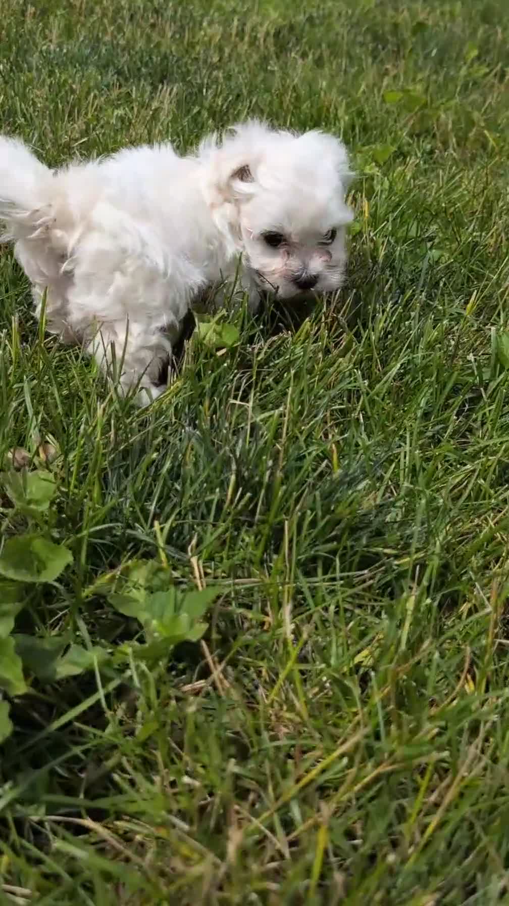 Maltese dogs for sale: Maddox - Video 1