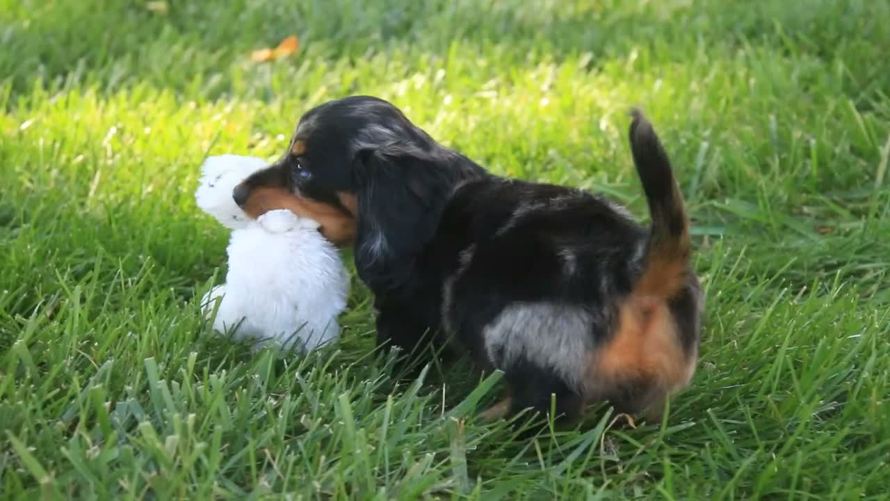 Miniature Dachshund dogs for sale: Jack Miniature Dachshund  - Video 1