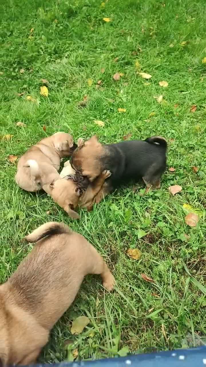 Jug dogs for sale: Bailey  - Video 1