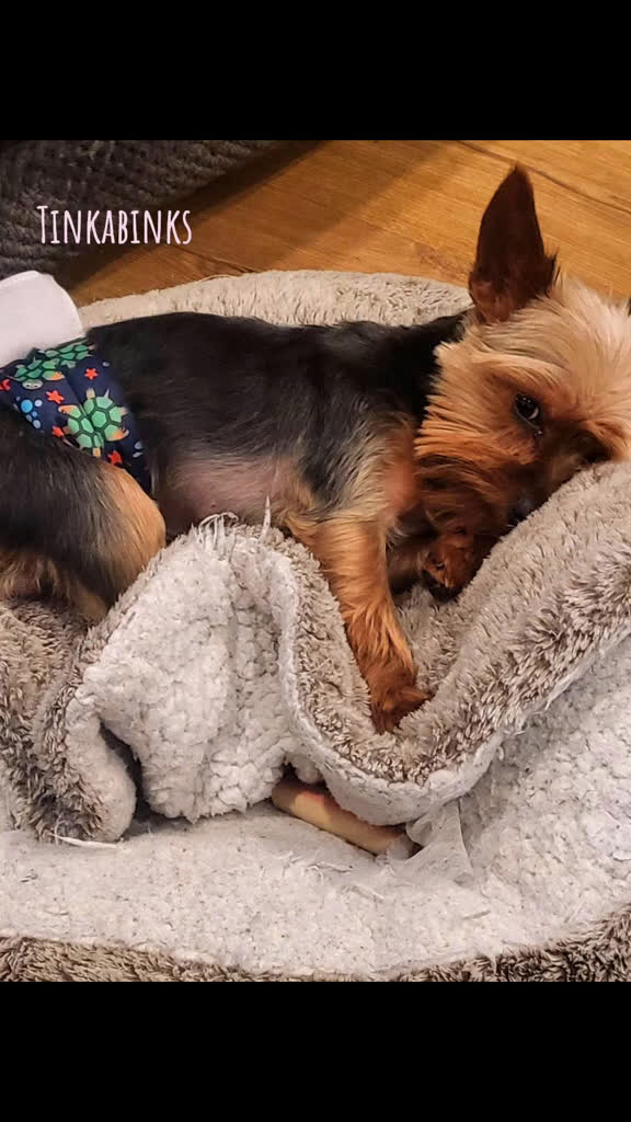 Yorkshire Terrier dogs for sale: Harvey  - Video 1