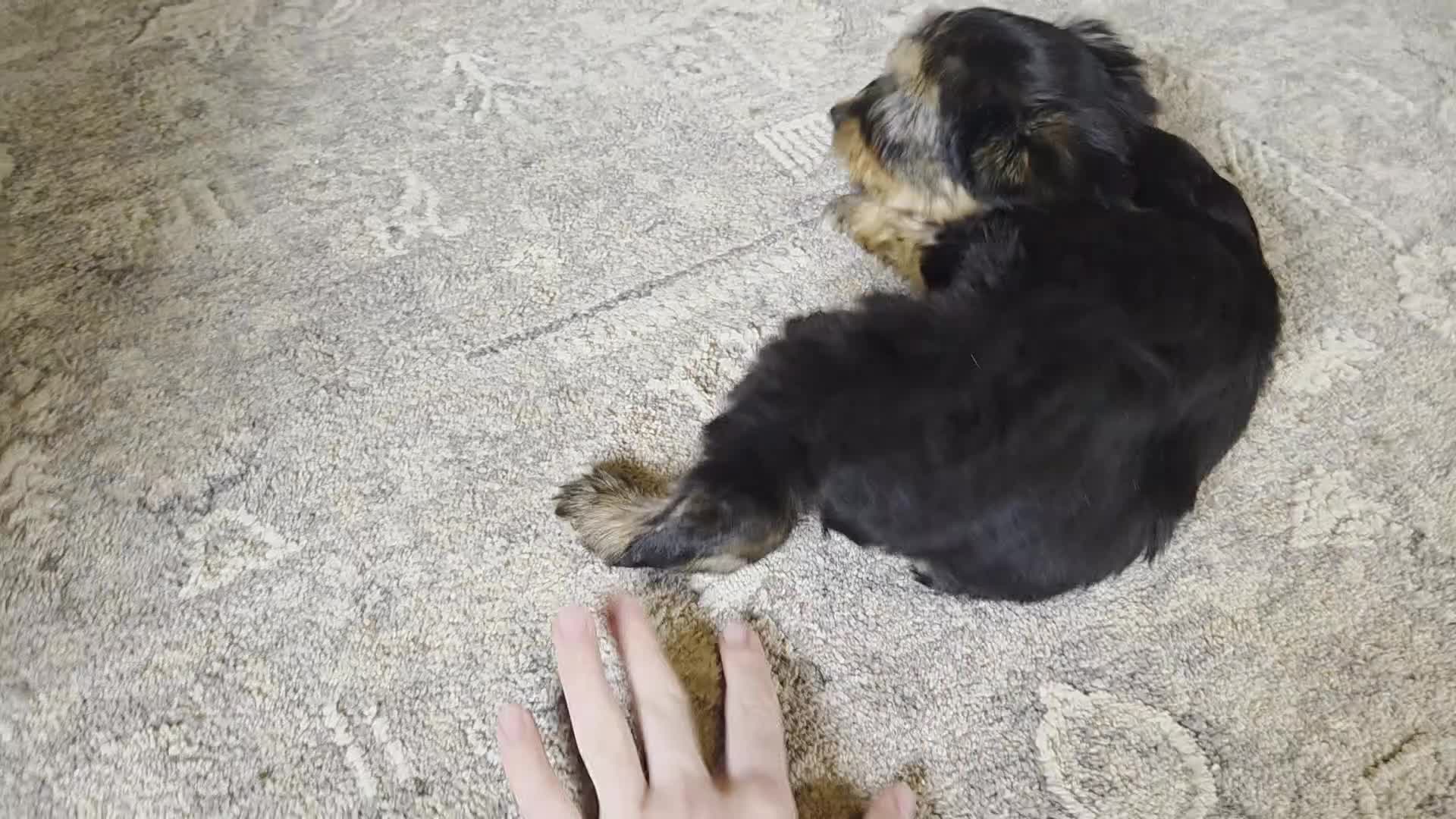Yorkshire Terrier dogs for sale: Twila - Video 1