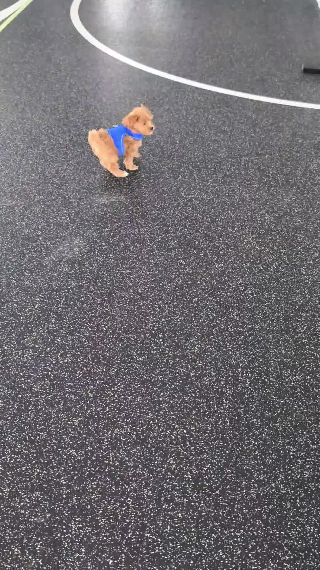 Cavapoo dogs for sale: Tinker  - Video 1