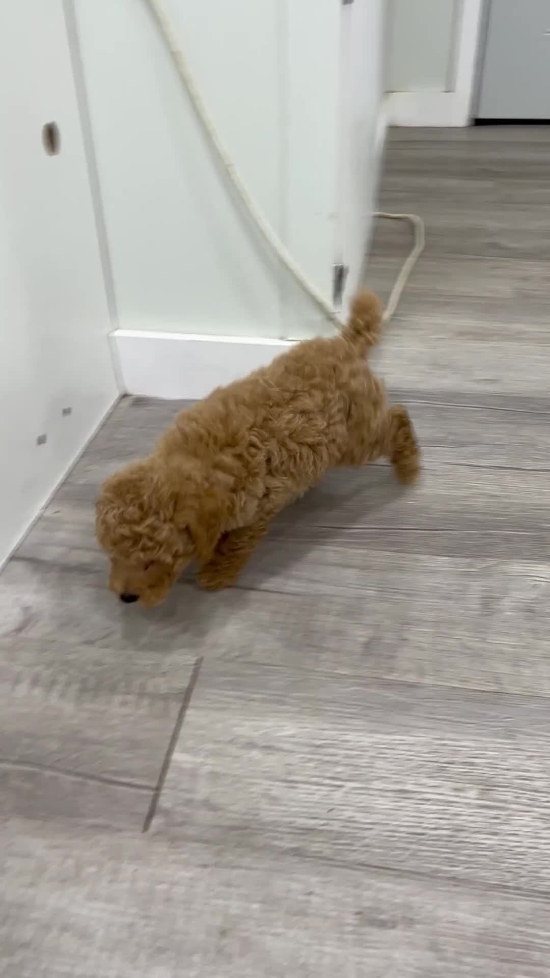 Miniature Poodle dogs for sale: Copper - Video 1