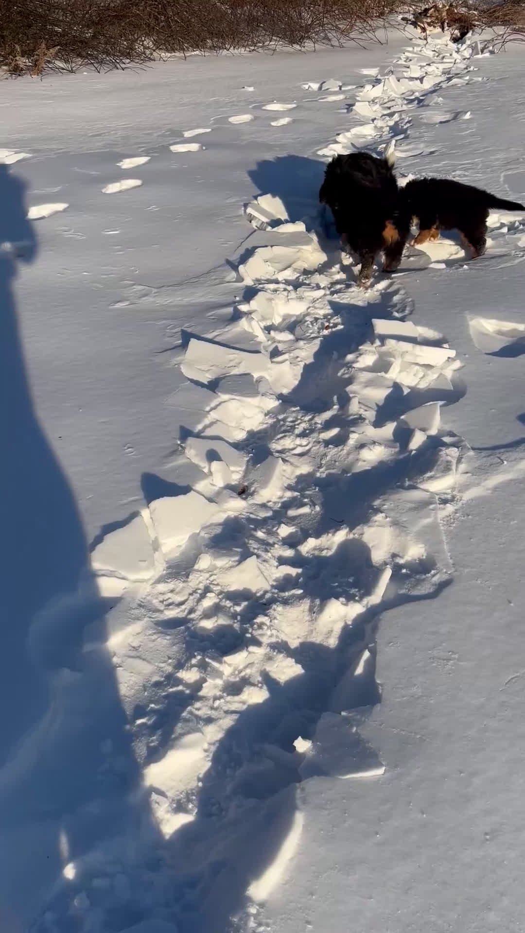 Bernese Mountain Dog dogs for sale: Serena - Video 1