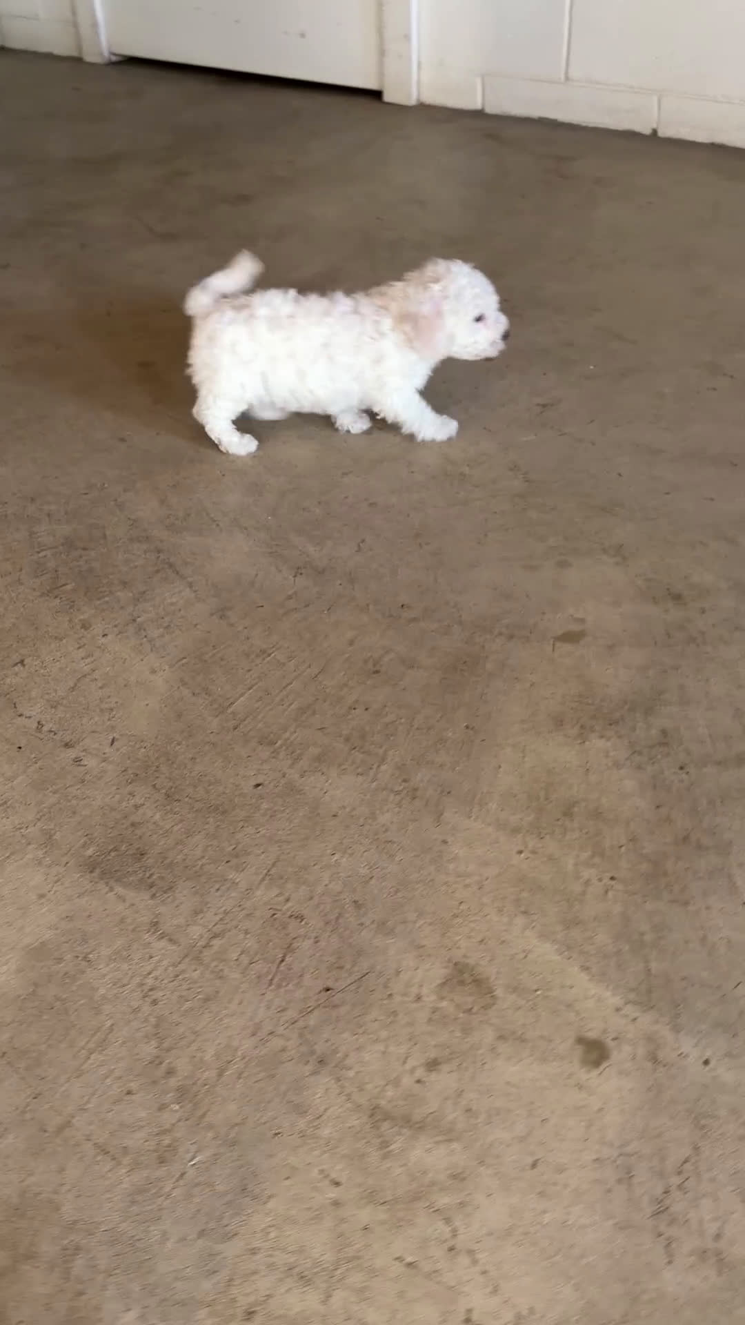 Bichon Frise dogs for sale: Ranger - Video 1