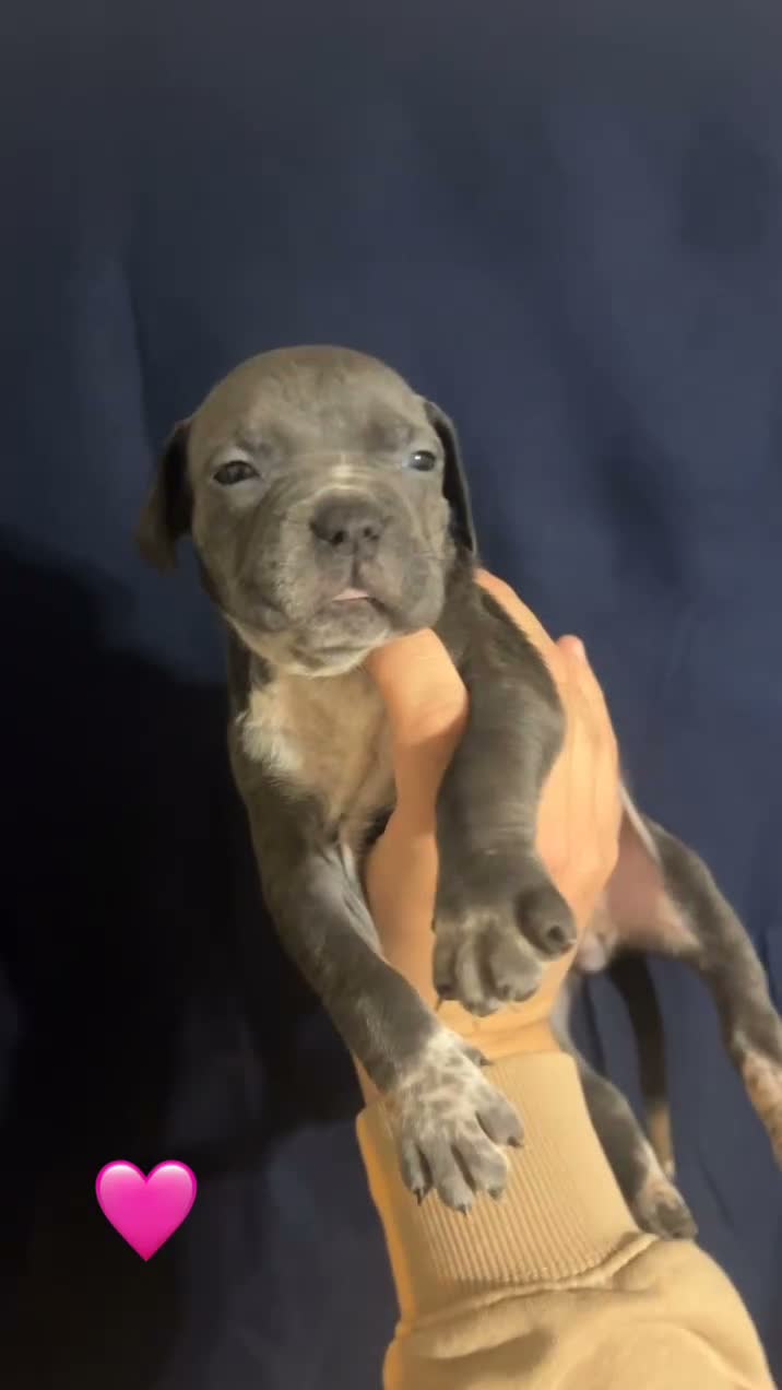 American Bully dogs for sale: American Bully 4 - Video 1
