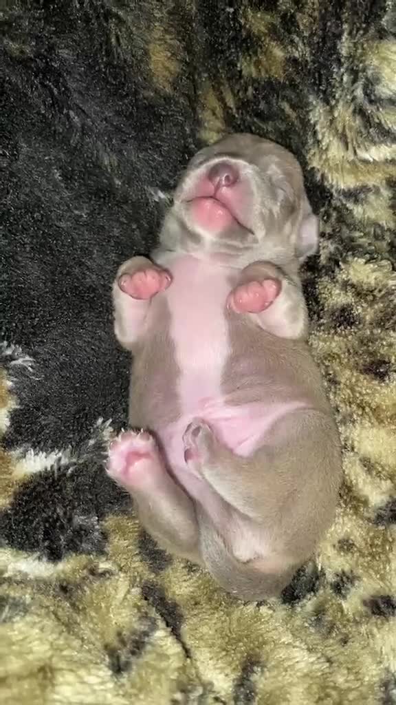 Chihuahua dogs for sale: Chihuahua Puppy 1 - Video 1
