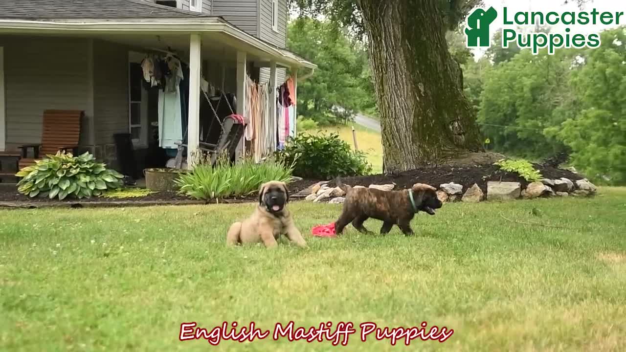 English Mastiff dogs for sale: Lyla - Video 1