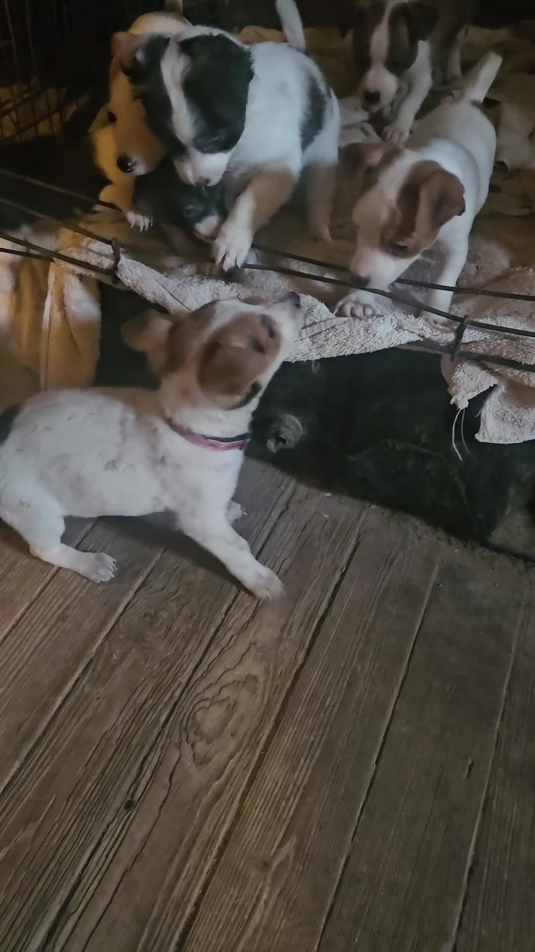 Chihuahua dogs for sale:  Ellie (T-Cup) - Video 1