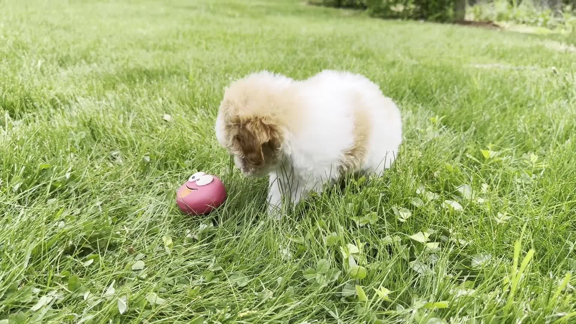 Toy Poodle dogs for sale: Harmony - Video 1