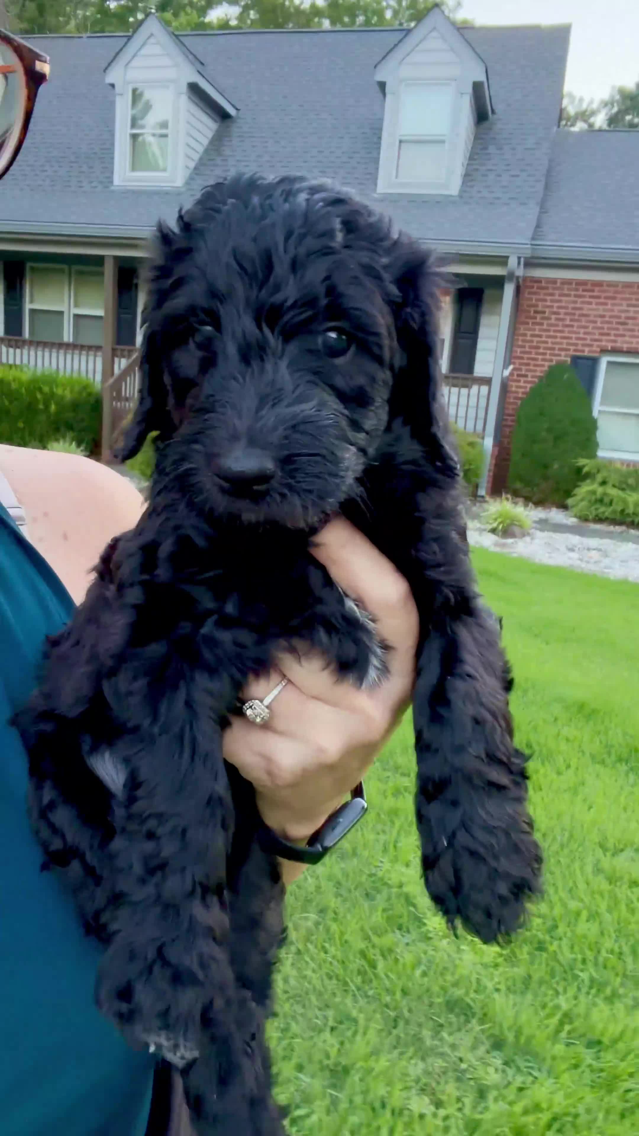 Double Doodle dogs for sale: Amy - Video 3