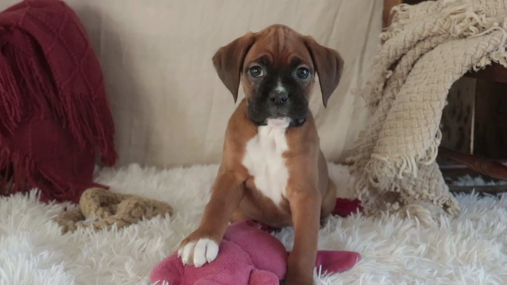 Boxer dogs for sale: Callie - Video 1