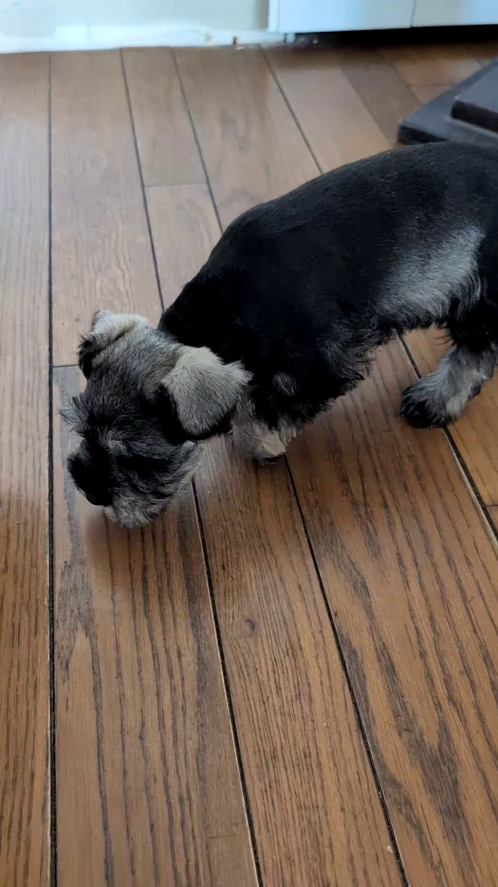 Miniature Schnauzer dogs for sale: Bear - Video 1