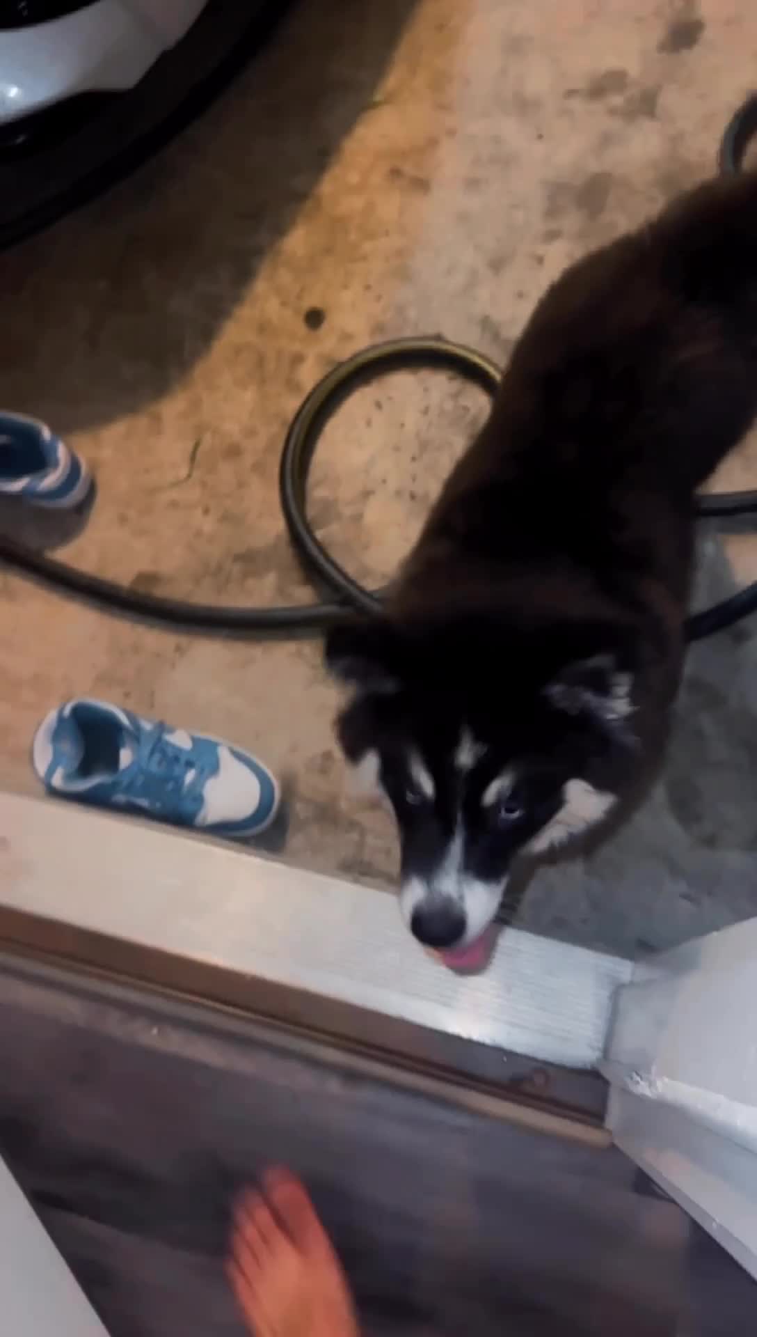 Siberian Husky dogs for sale: Siberian Husky 1 - Video 3