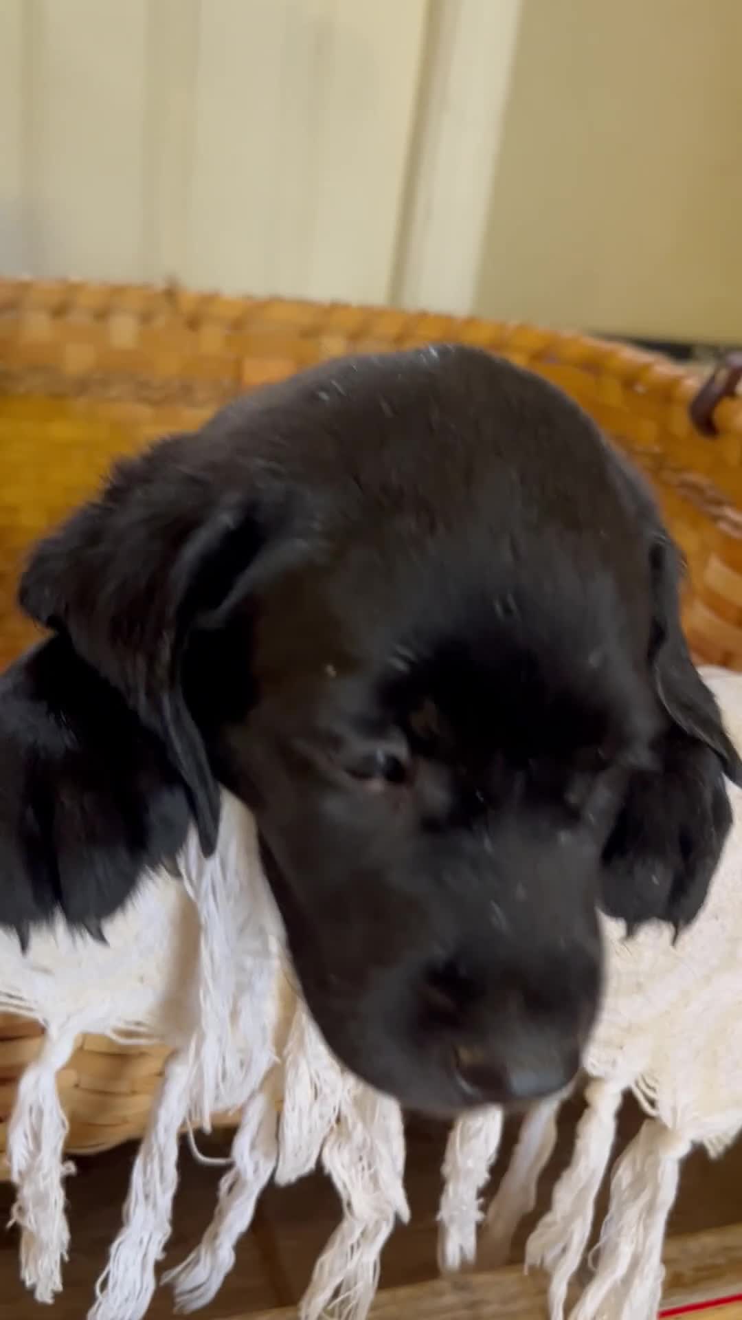 Labrador Retriever dogs for sale: Jet - Video 1