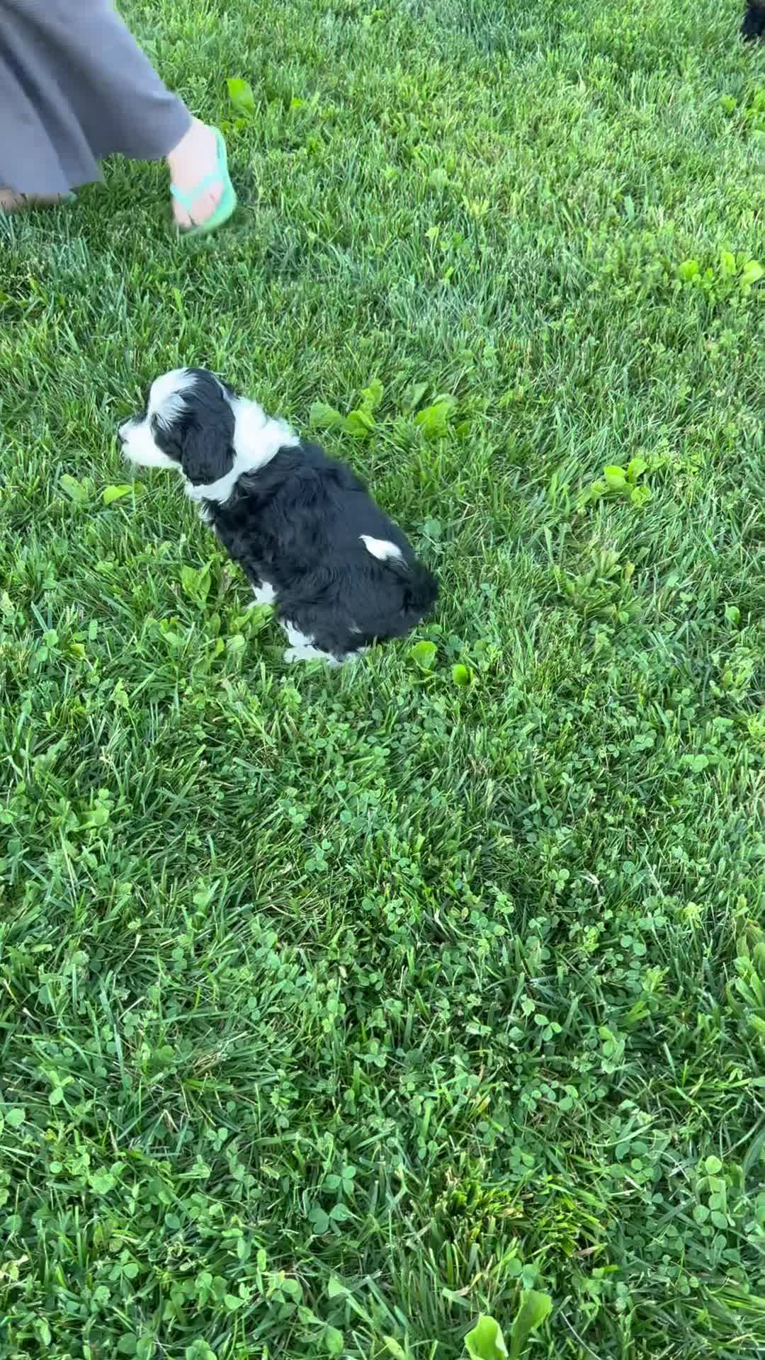 Mini Bernedoodle dogs for sale: Forest - Video 2