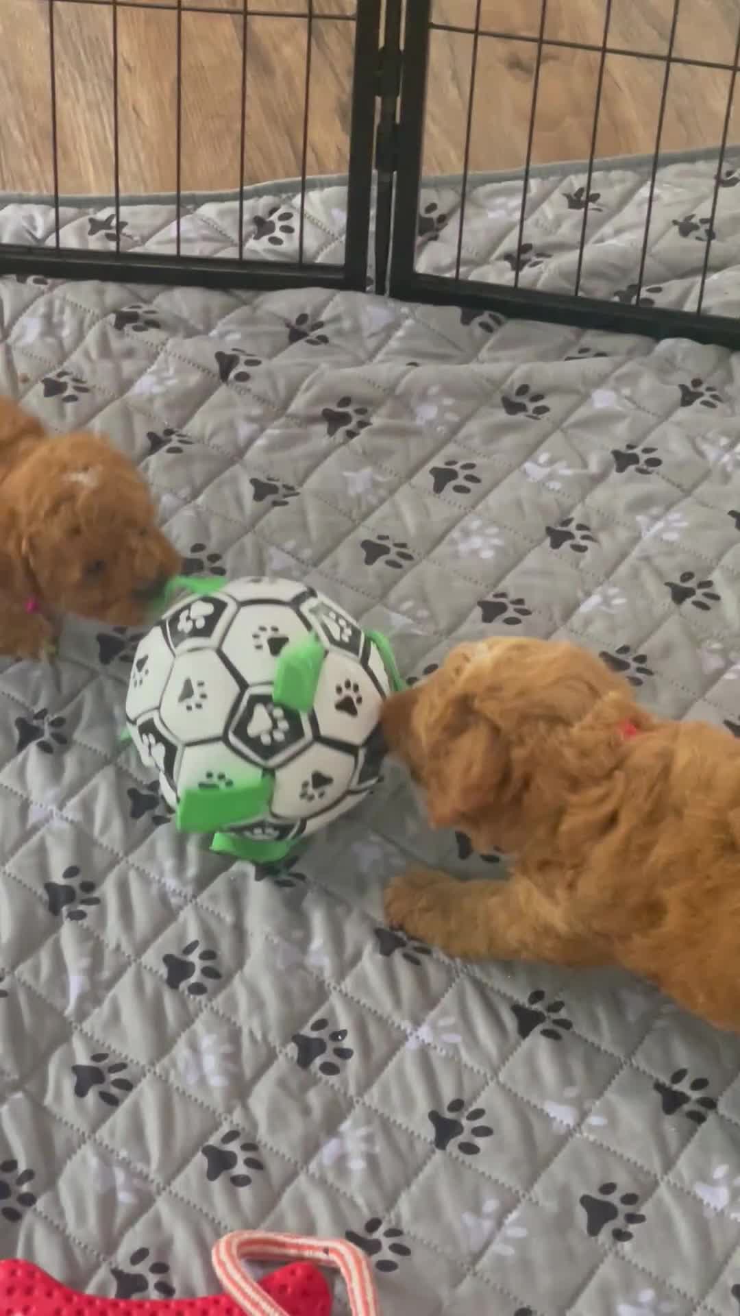 Mini Goldendoodle dogs for sale: Mr. Lionel - Video 1
