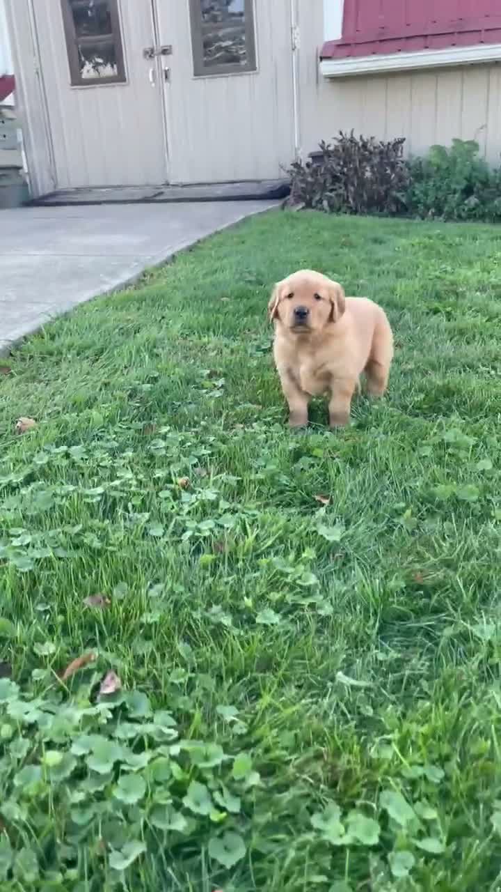 Golden Retriever dogs for sale: Buddy - Video 3