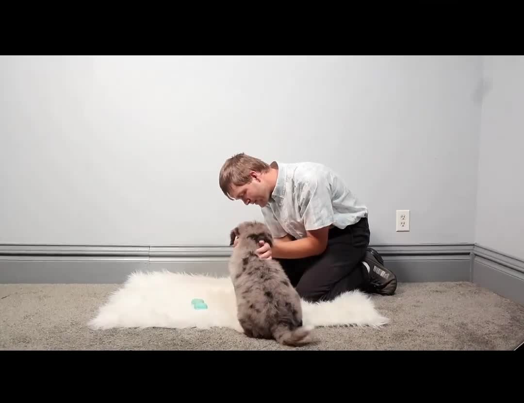 Mini Bernedoodle dogs for sale: Fido - Video 1