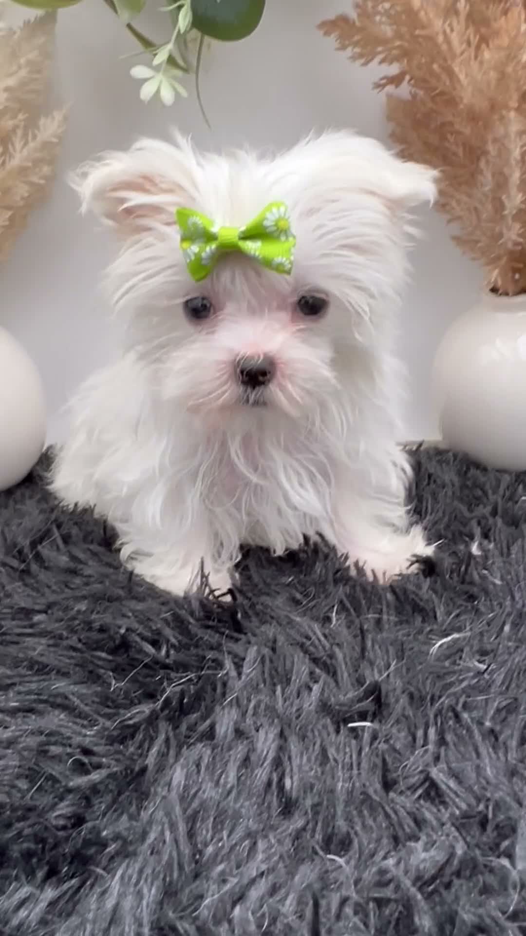 Maltese dogs for sale: AKC Tiny Minnie the Korean Maltese $3200 - Video 1