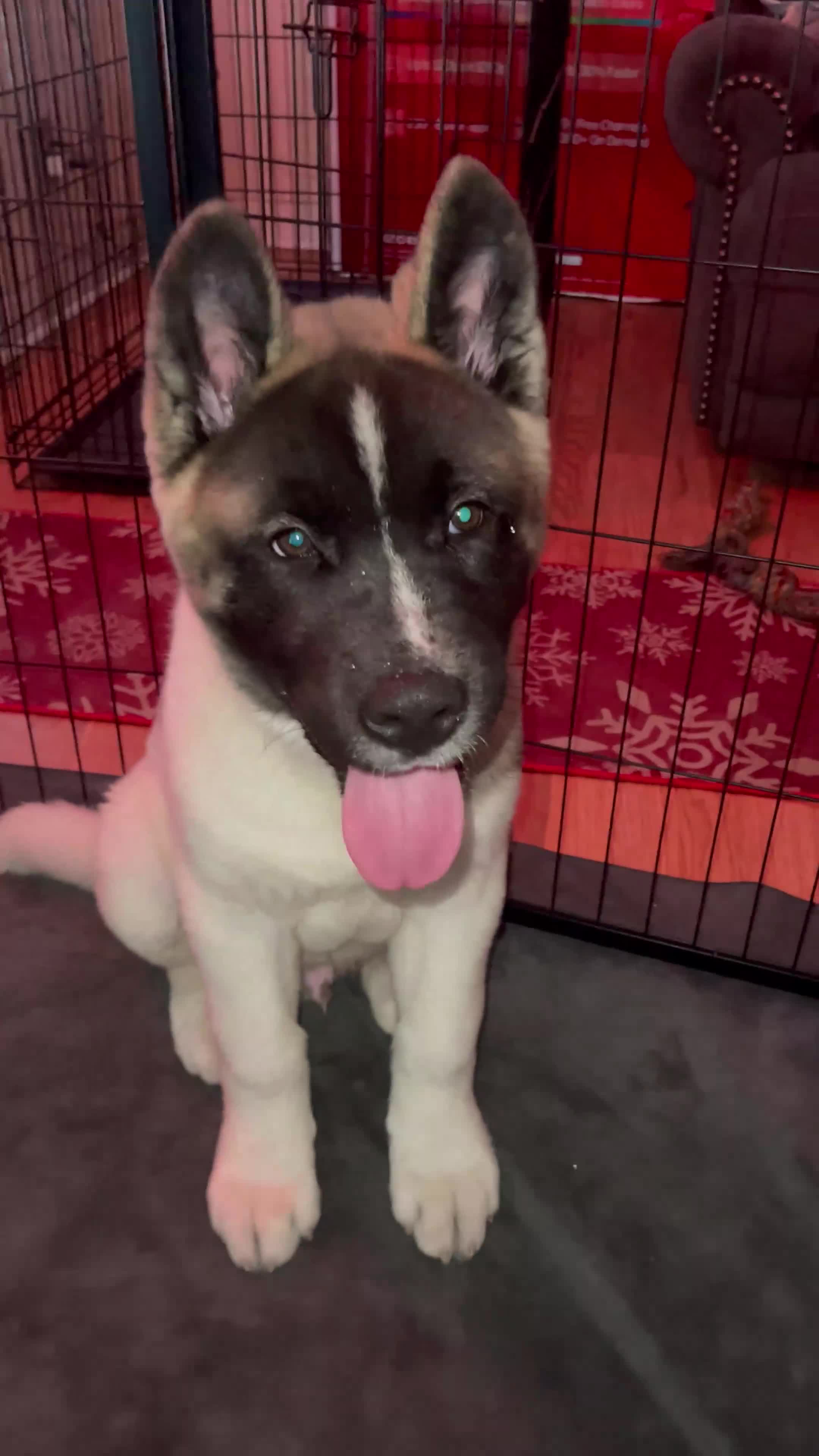 Akita dogs for sale: Akita Puppy 1 - Video 3