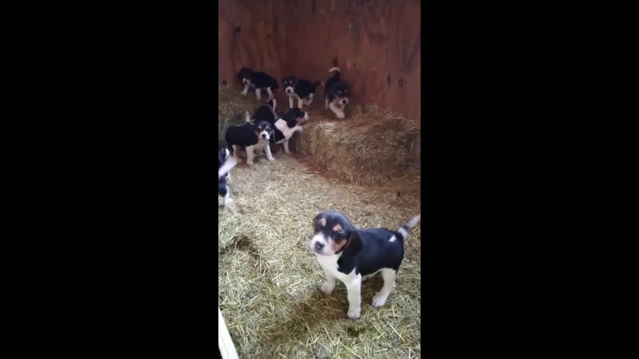 Beagle dogs for sale: Maddie - Video 1