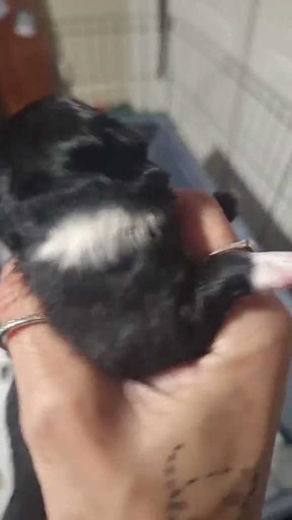 Pomeranian dogs for sale: Mikey - Video 1
